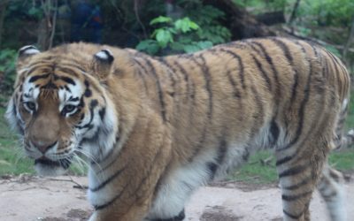 John Ball Park Zoo: What we did, and what we should have done