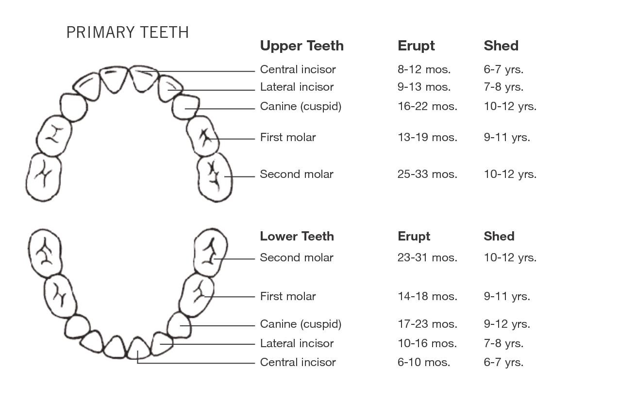 Tooth chart