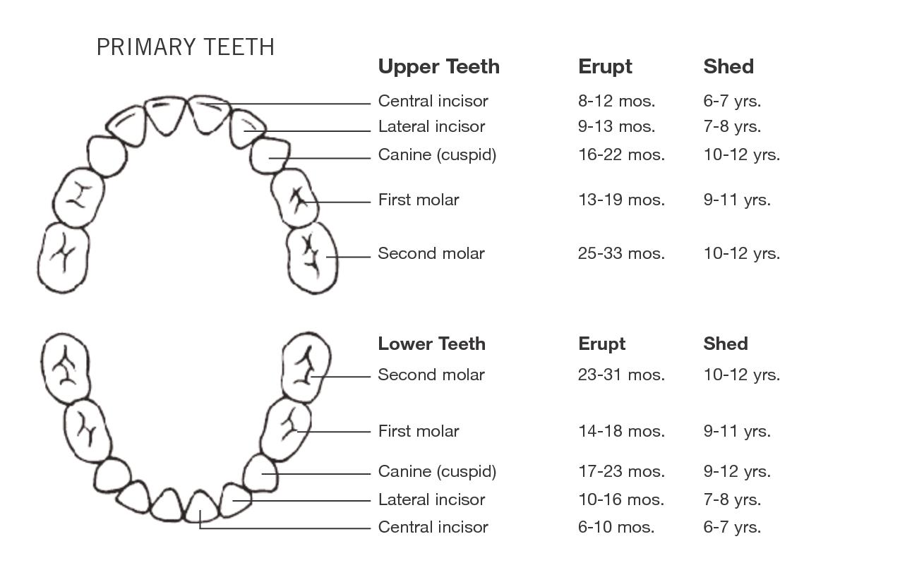 Ready For Your Babys First Teeth